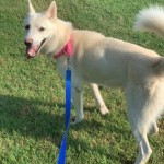 Pets Available For Adoption In August Saskia