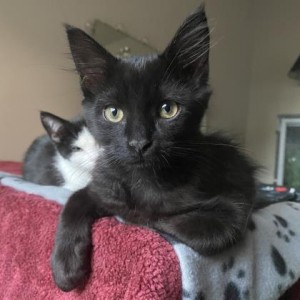 Pets Available For Adoption In August Shadow