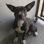 Pets Available For Adoption In August Silas