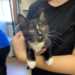Pets Available For Adoption In August Snuggles