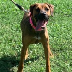 Pets Available For Adoption In August Spring