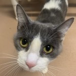 Pets Available For Adoption In August Summer