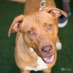 Pets Available For Adoption In August Sunflower
