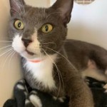 Pets Available For Adoption In August Sylvia
