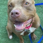 Pets Available For Adoption In August Tessa