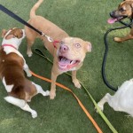 Pets Available For Adoption In August Twix