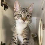 Pets Available For Adoption In August Yogi