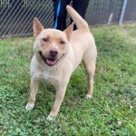 Pets Available For Adoption In August Zailey