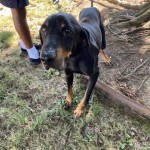 Pets Available For Adoption In August Zander