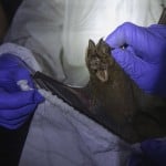 Researcher Put Bat Into Bag In Cave Inside Sai Yok National Park In Kanchanaburi Province, West Of Bangkok, Thailand