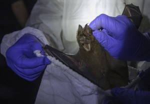Researcher Put Bat Into Bag In Cave Inside Sai Yok National Park In Kanchanaburi Province, West Of Bangkok, Thailand