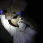 Researcher Removing Bat From A Trapping Net In Cave Inside Sai Yok National Park In Kanchanaburi Province, West Of Bangkok