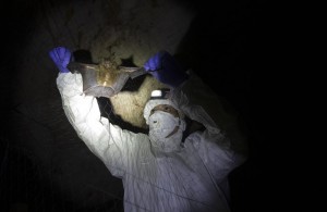 Researcher Removing Bat From A Trapping Net In Cave Inside Sai Yok National Park In Kanchanaburi Province, West Of Bangkok