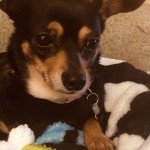 Rosie