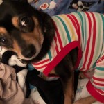 Rosie (2)