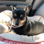 Rosie (3)