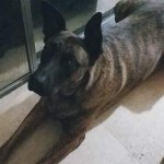 Ziva