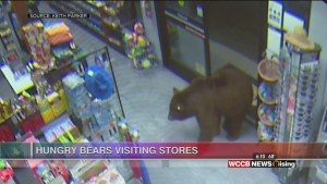 Viral Videos: Homeschool Fun & Bears Visit Convenience Stores