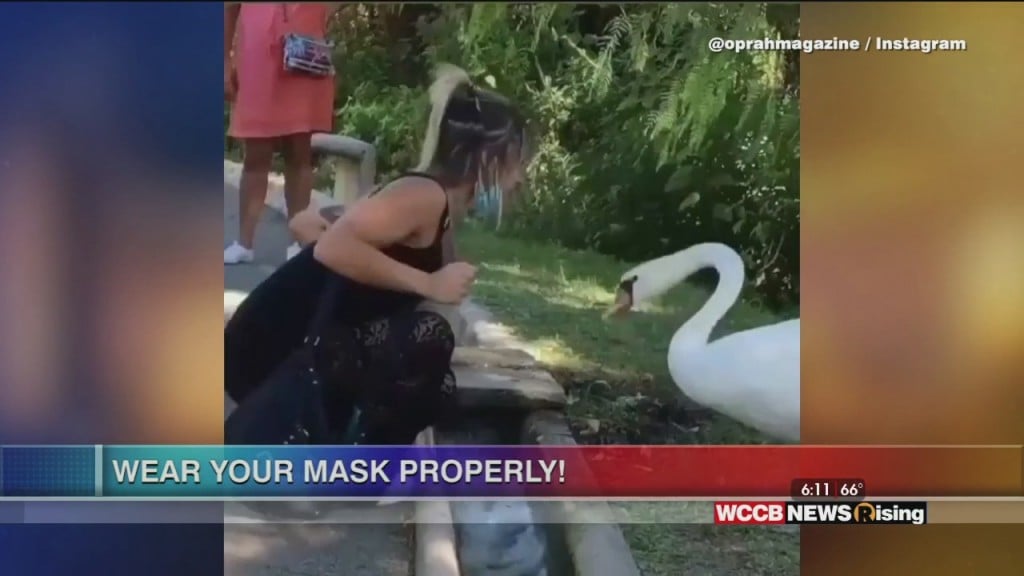 Viral Videos: Swan Fixes Woman's Mask And Little Girl Has Best Reaction To Seeing Mom On Tv