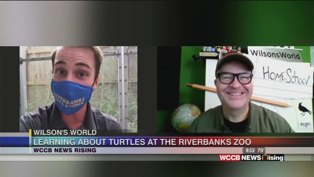 Wilson's World Homeschool: Learning About Turtles At Riverbanks Zoo