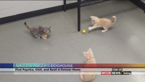Auger & Auger's Doghouse: Meet Kittens Paprika, Chili, And Basil