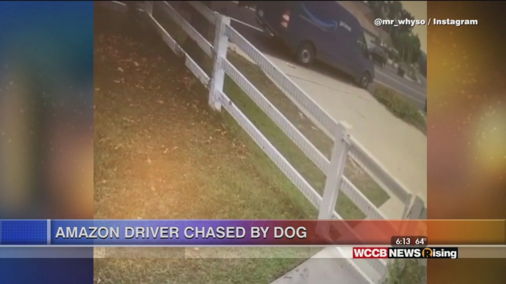Viral Videos: Amazon Driver Chase By Dog And Robby Anderson Learns About Sir Purr
