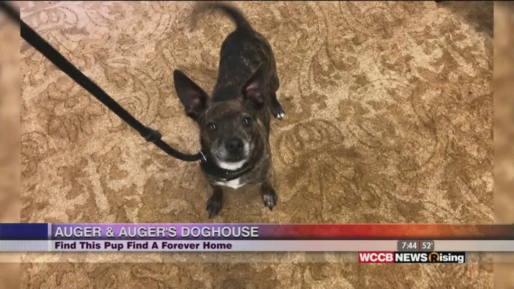 Auger & Auger's Doghouse: Find This Pup A Forever Home