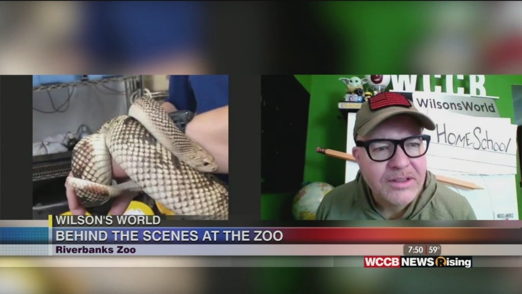 Wilson's World Homeschool: Getting An Up Close Look At The Northern Pine Snakes At The Riverbanks Zoo