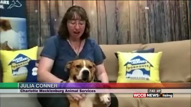 Auger & Auger's Doghouse: Meet Abe!
