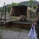 A Veterinary From The International Animal Welfare Organization 'four Paws' Offers Comfort To An Elephant Named 'kaavan