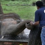 A Veterinary From The International Animal Welfare Organization 'four Paws' Offers Comfort To An Elephant Named 'kaavan' Prior To His Examination At The Maragzar Zoo In Islamabad, Pakistan