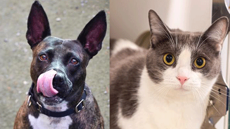 Pet Adoption