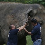Veterinarians From The International Animal Welfare Organization 'four Paws' Examine An Elephant 'kaavan' At Maragzar Zoo