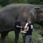 Veterinarians From The International Animal Welfare Organization 'four Paws' Examine An Elephant Named 'kaavan'