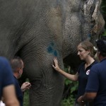 Veterinarians From The International Animal Welfare Organization 'four Paws' Examine An Elephant Named 'kaavan' At The Maragzar Zoo