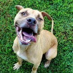Escher - CMPD Animal Care and Control