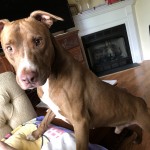 Otto - CMPD Animal Care and Control