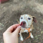 Vera - CMPD Animal Care and Control