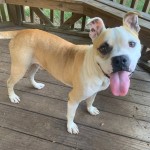 Kimbo - CMPD Animal Care and Control