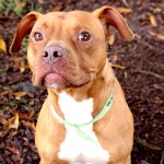 Prince - CMPD Animal Care and Control