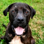 Taylor - CMPD Animal Care and Control