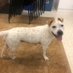 Allison - Subaru Loves Pets