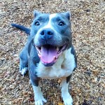 Subaru Loves Pets - Luna
