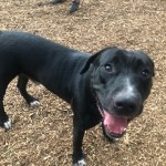 Subaru Loves Pets - Max