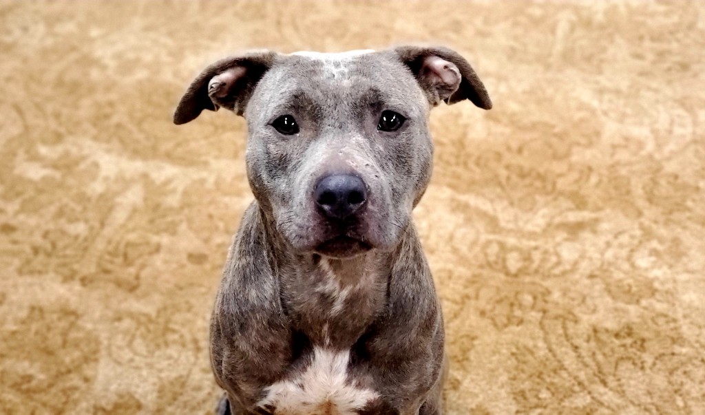 Subaru Loves Pets - Percy