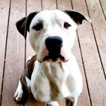 Fawkes- CMPD Animal Care and Control