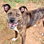Lilly - CMPD Animal Care and Control