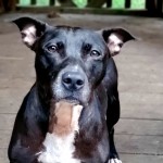 Jessica - CMPD Animal Care and Control