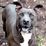 Rooster - CMPD Animal Care and Control