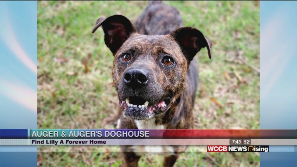 Auger And Auger's Doghouse: Meet Lilly
